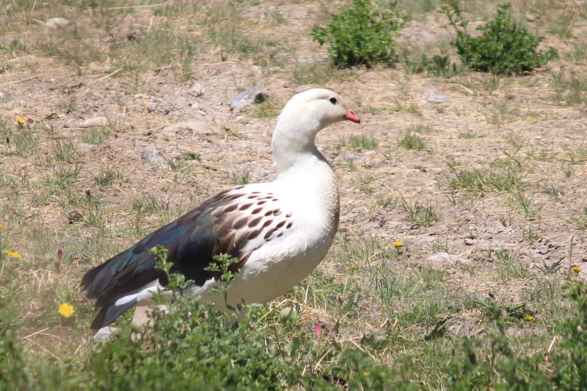 Andean Goose - ML643376299