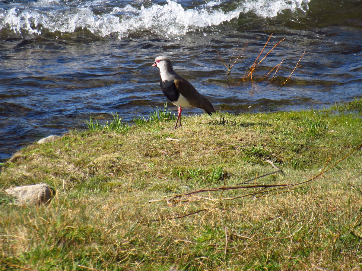 Southern Lapwing - ML643376309
