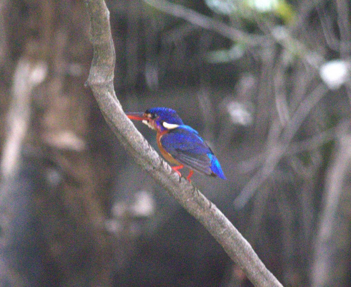 Blue-eared Kingfisher - ML643376312