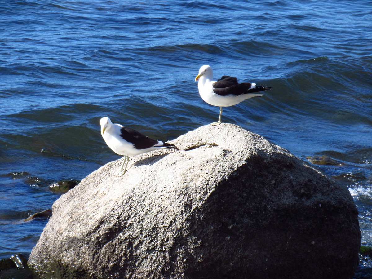 Kelp Gull - ML643376315