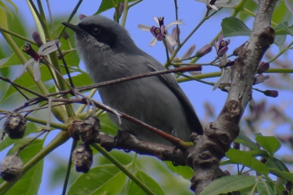 Masked Gnatcatcher - ML643376316