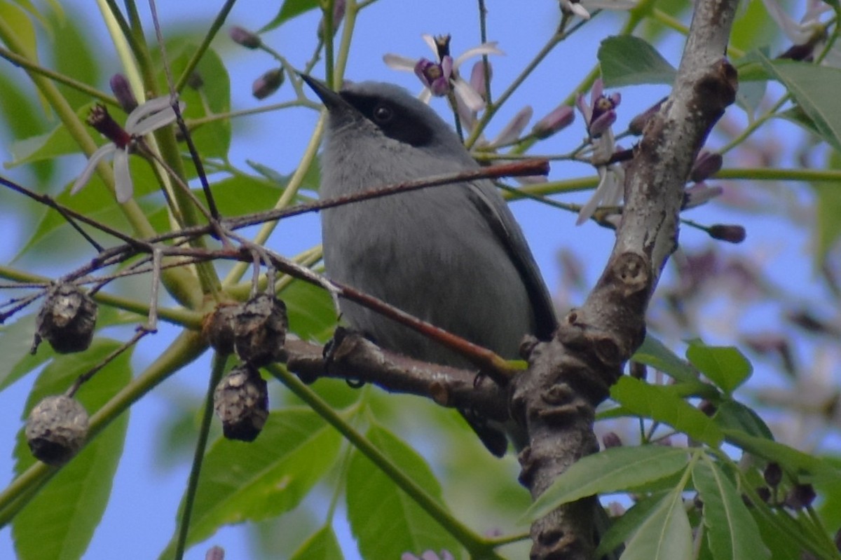 Masked Gnatcatcher - ML643376317
