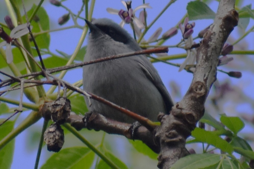 Masked Gnatcatcher - ML643376318