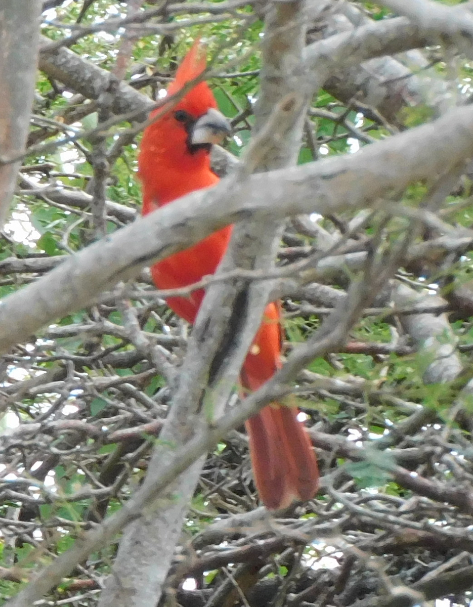 Vermilion Cardinal - ML643376331