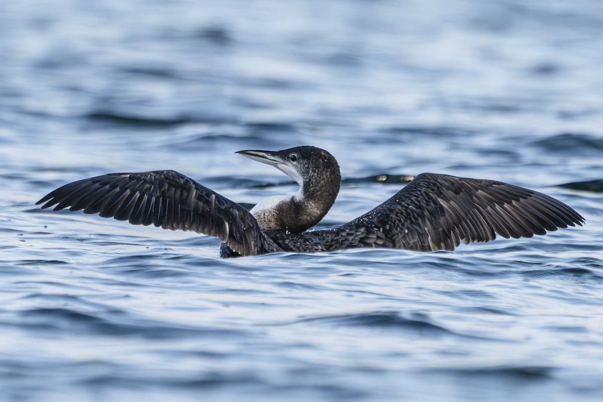 potáplice lední - ML643376341