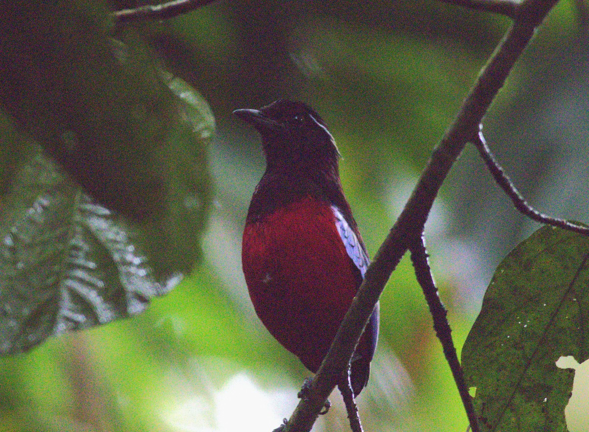 クロアカヤイロチョウ - ML643376343