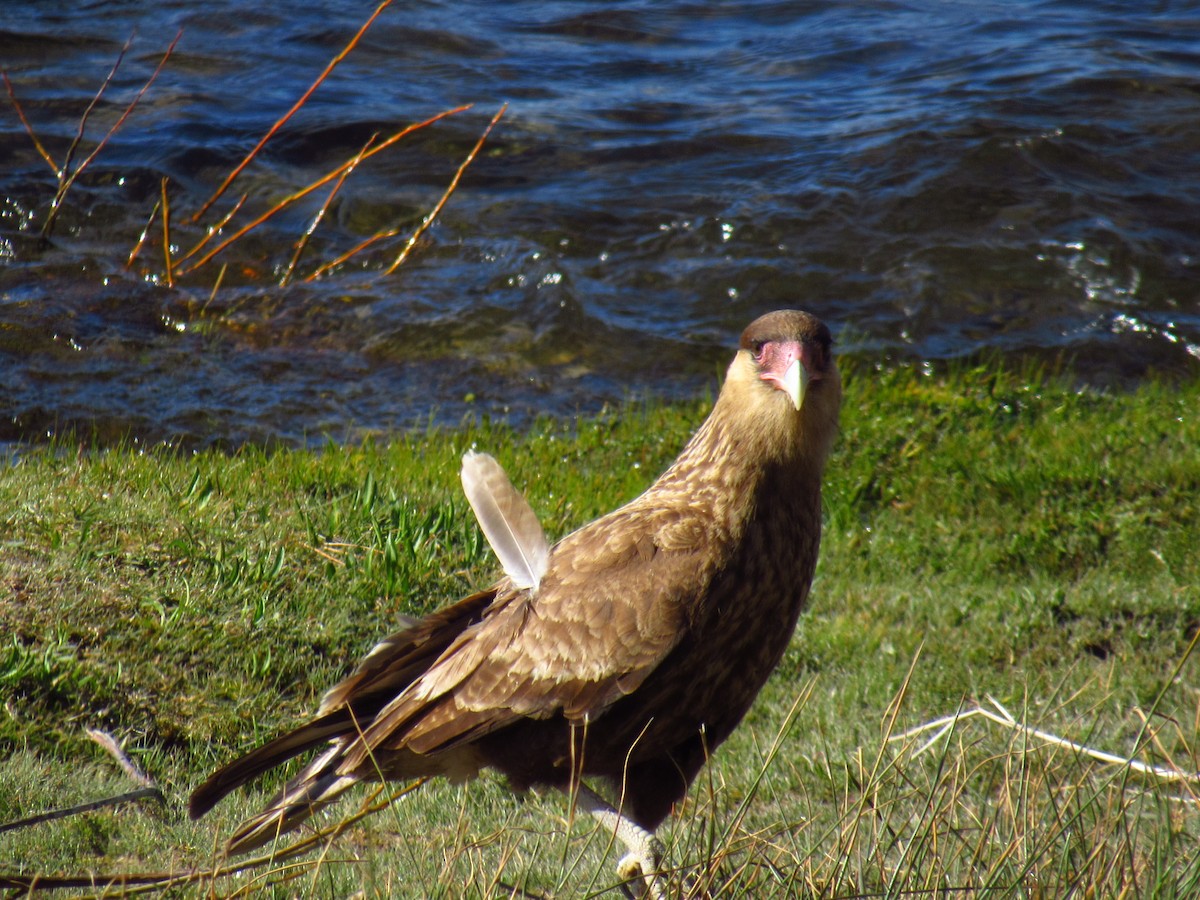 Crested Caracara - ML643376350