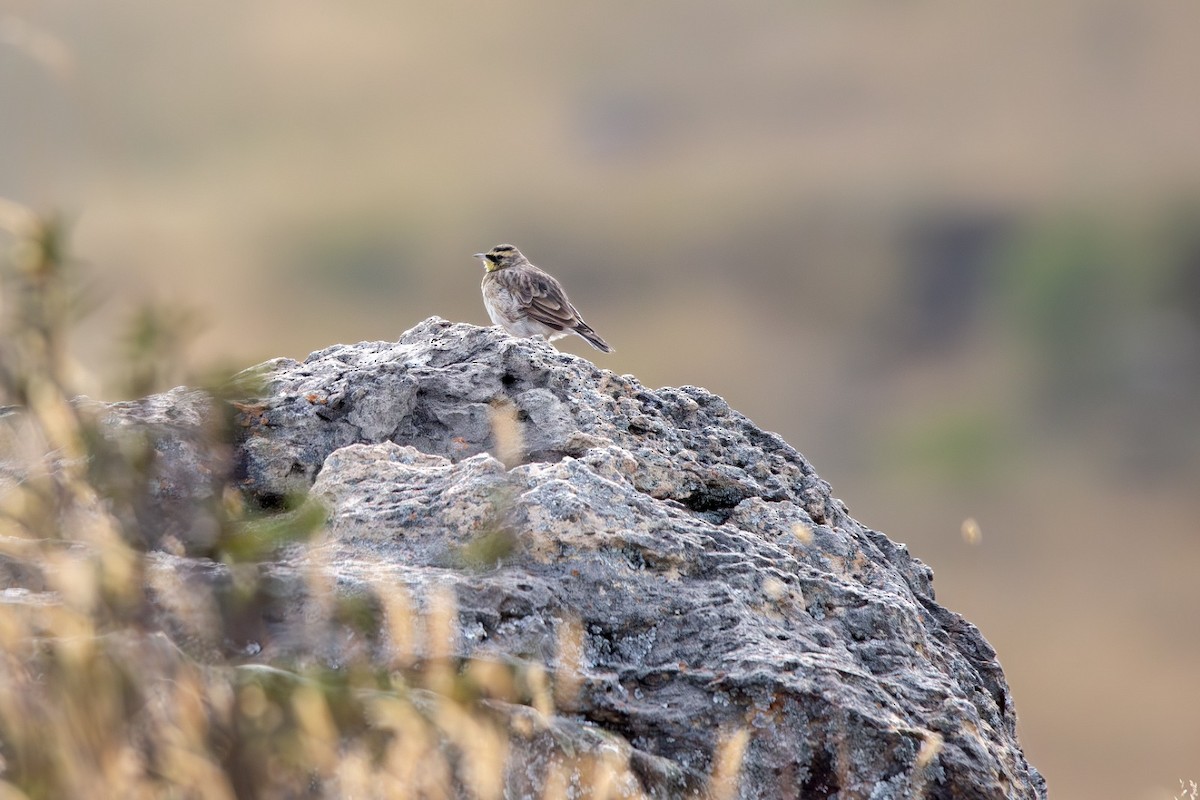 Horned Lark - ML643376357