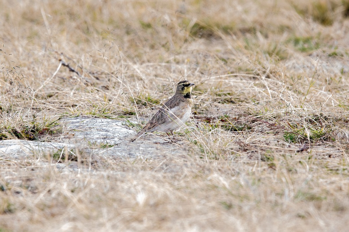 Horned Lark - ML643376358