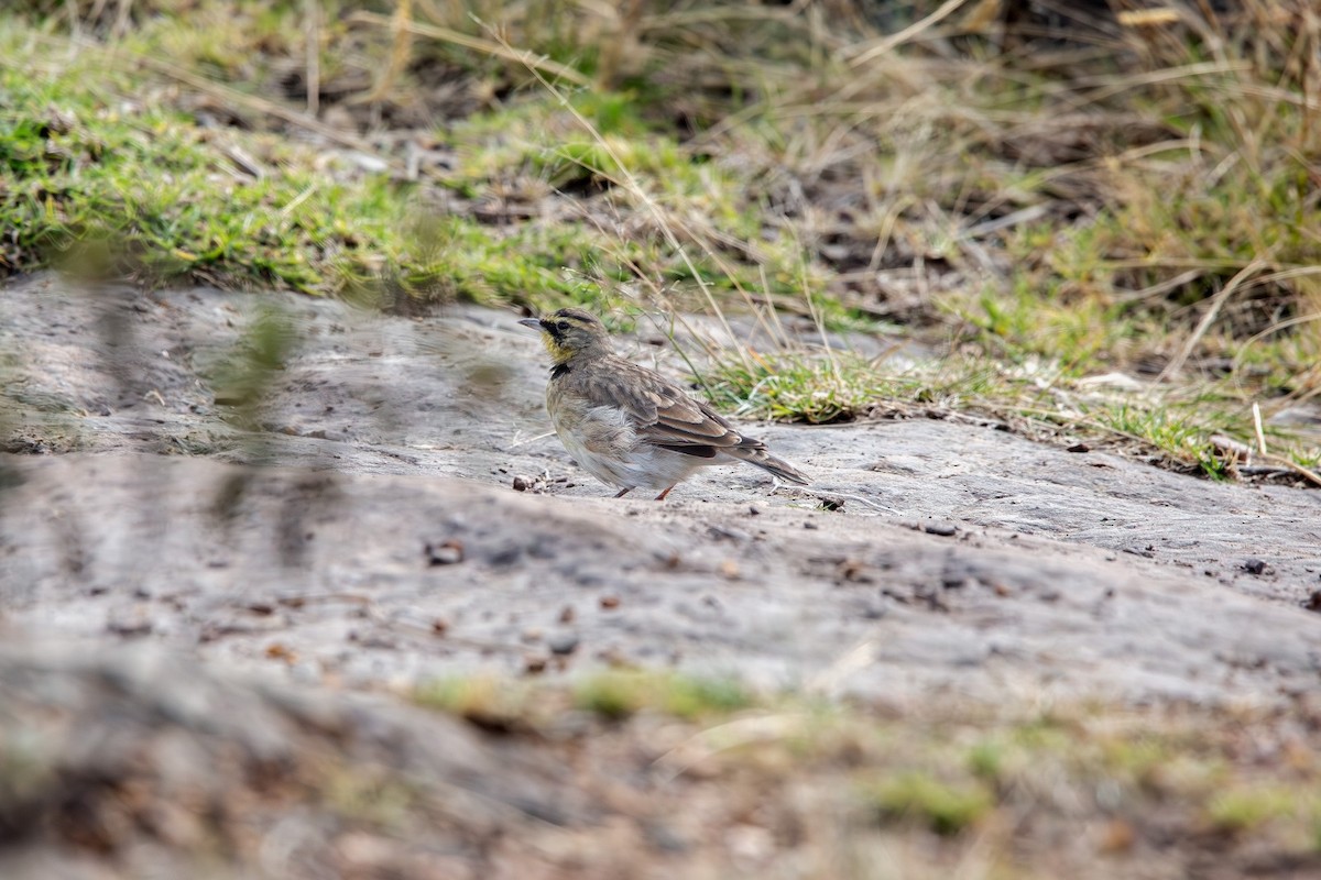 Horned Lark - ML643376359
