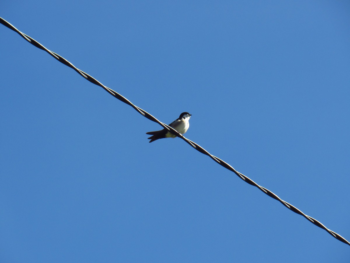 Blue-and-white Swallow - ML643376369
