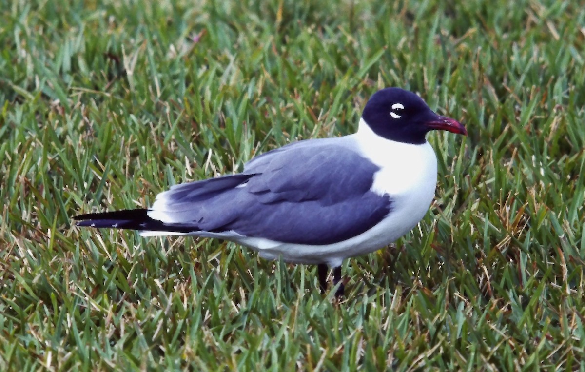 ワライカモメ - ML643376371