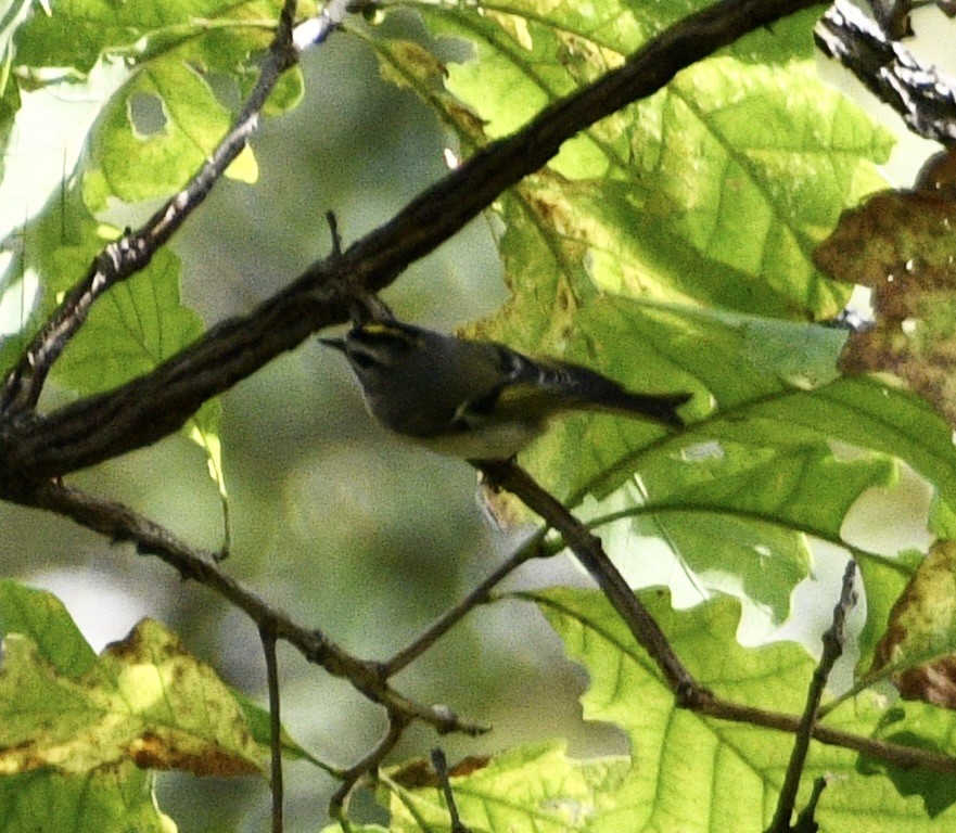 Golden-crowned Kinglet - ML643376374