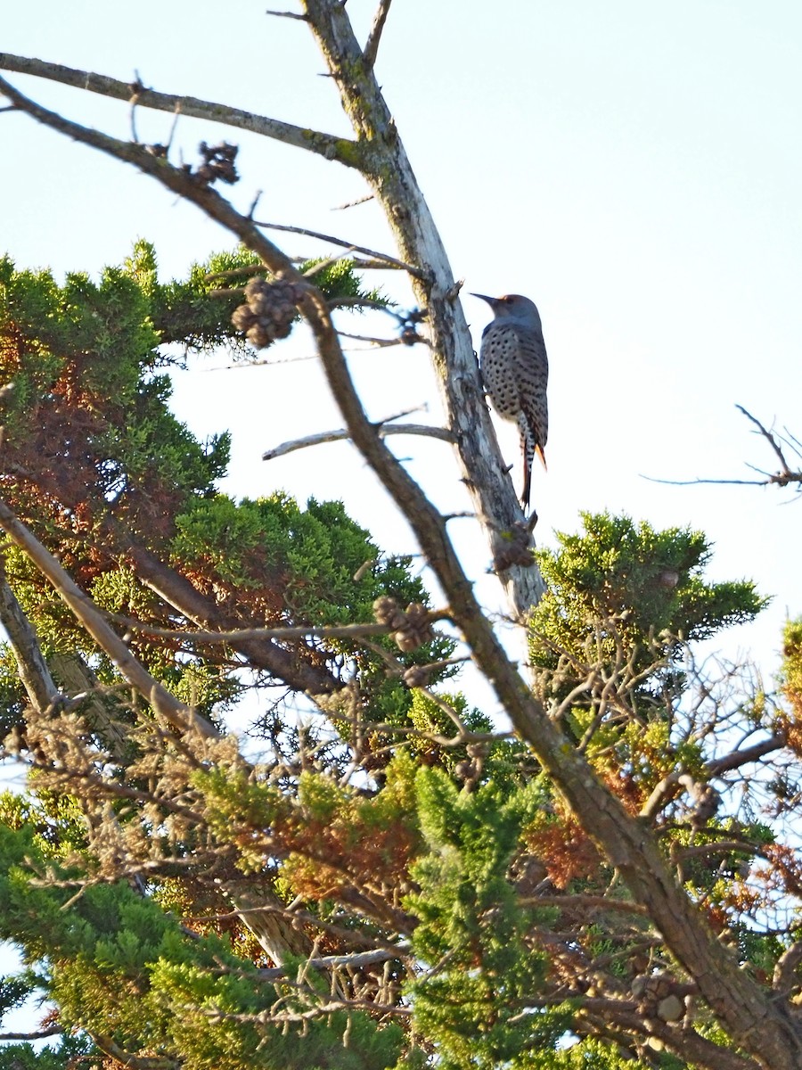 Northern Flicker - ML643376420