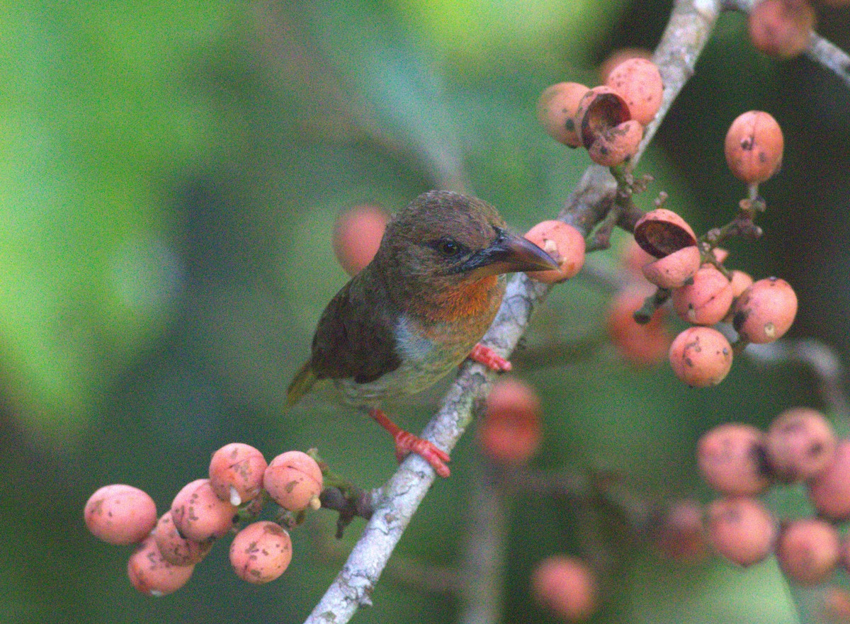 Brown Barbet - ML643376426
