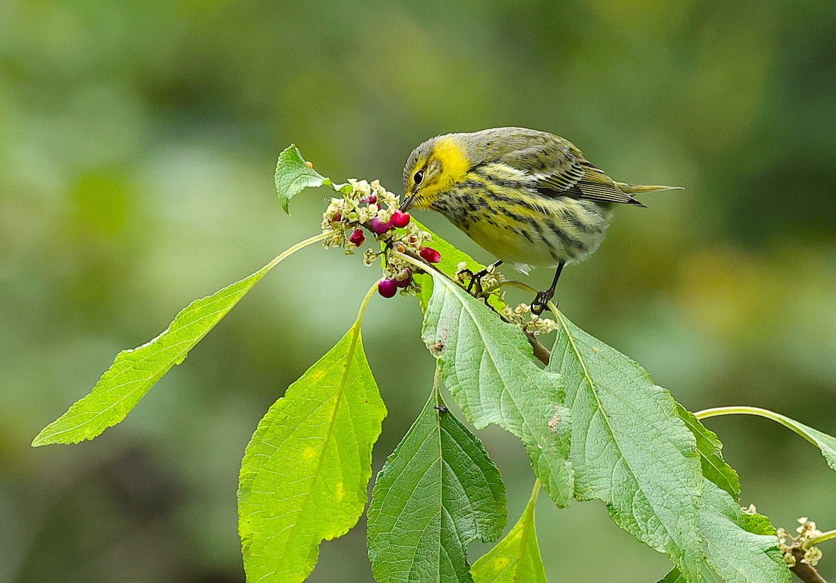 Cape May Warbler - ML643376429