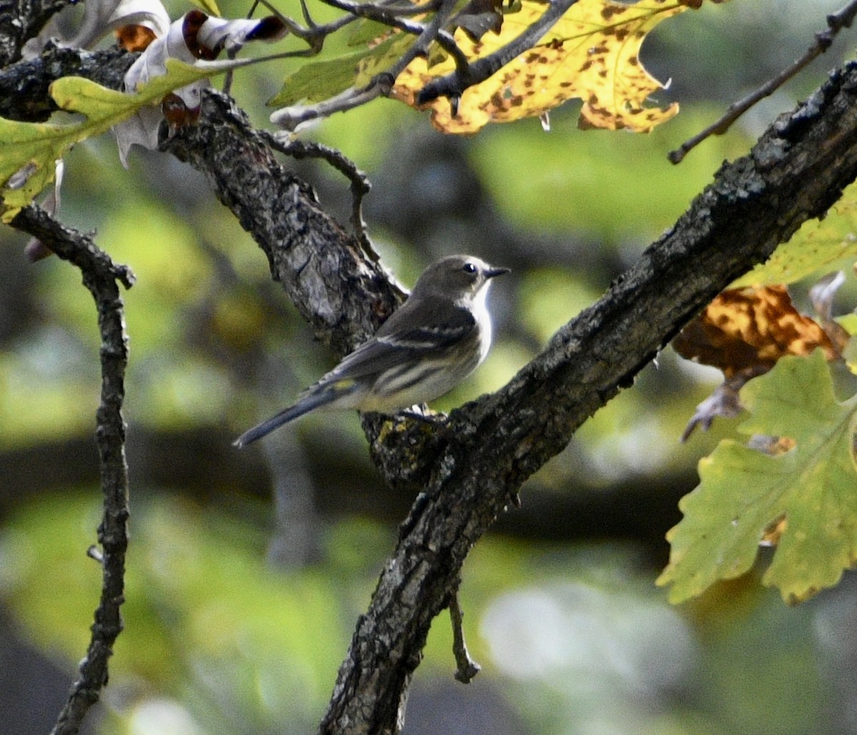 Yellow-rumped Warbler - ML643376434