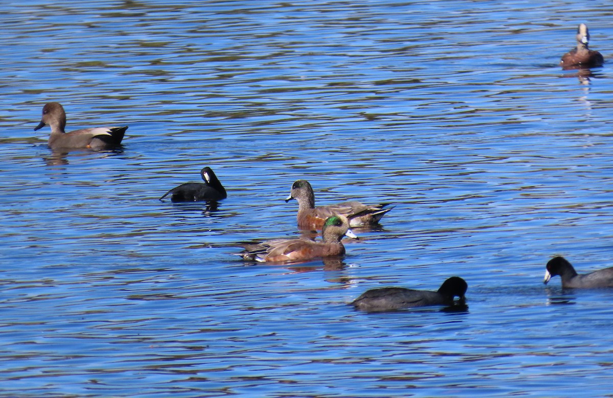 American Wigeon - ML643376443