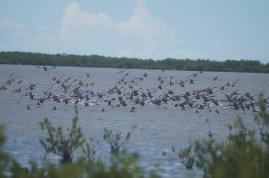 Blue-winged Teal - ML643376450