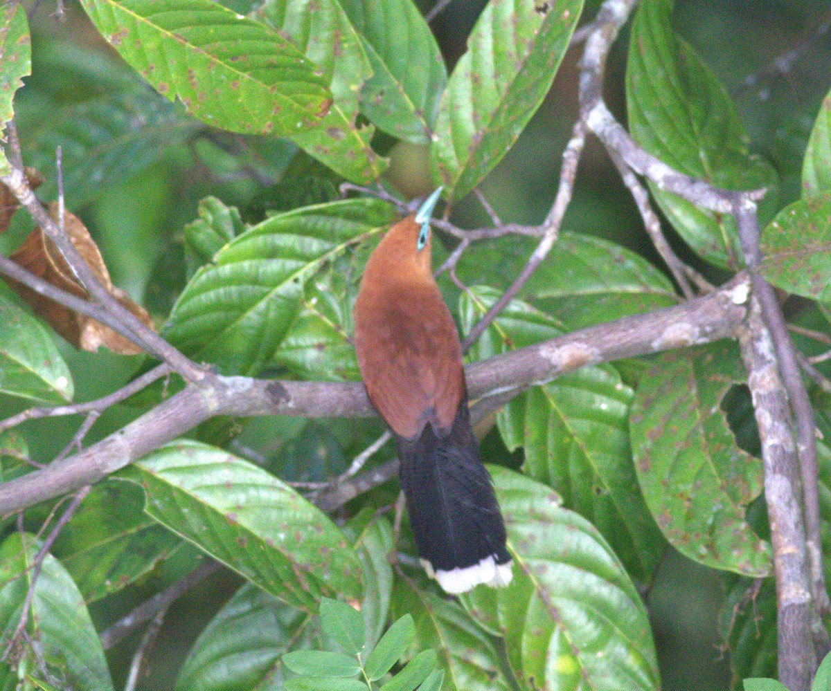 Raffles's Malkoha - ML643376453