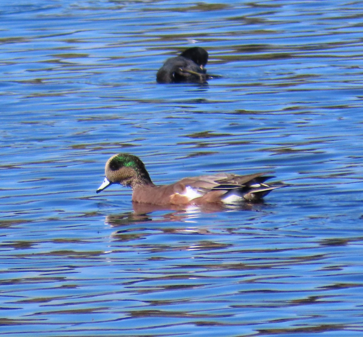 American Wigeon - ML643376465