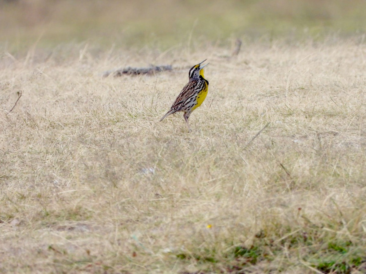 Eastern Meadowlark - ML643376479
