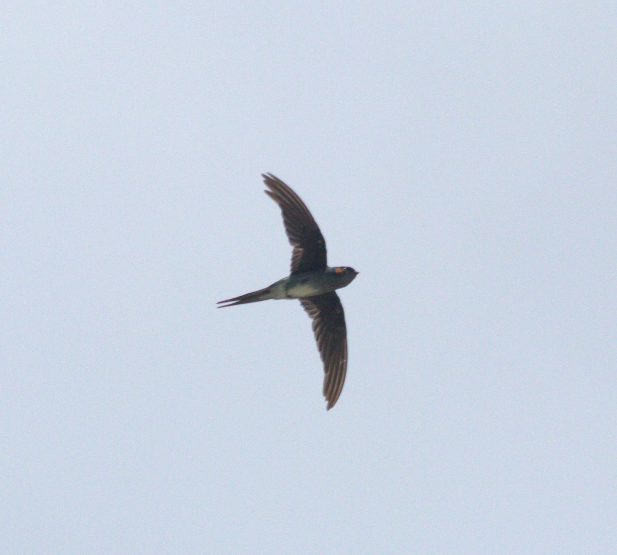 カンムリアマツバメ - ML643376481