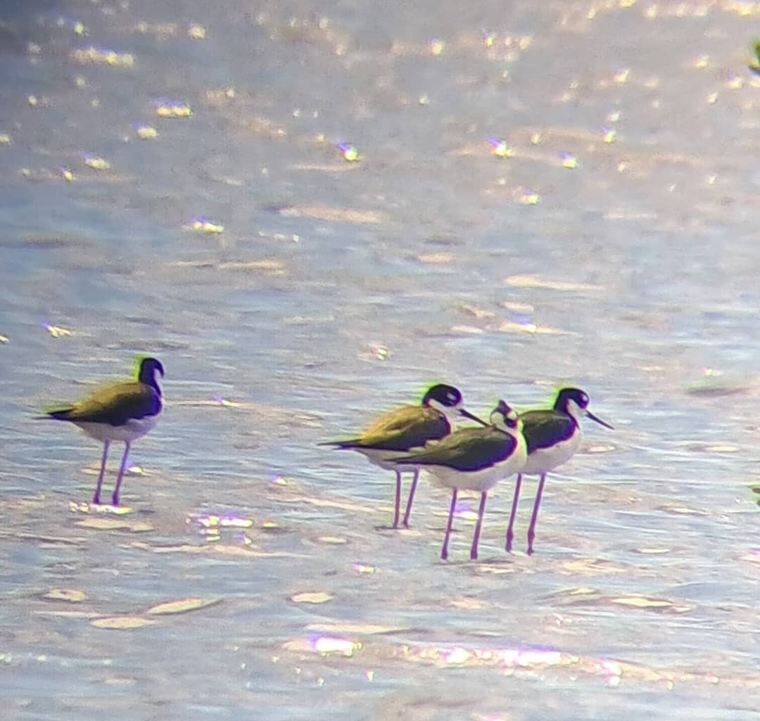 Black-necked Stilt - ML643376486