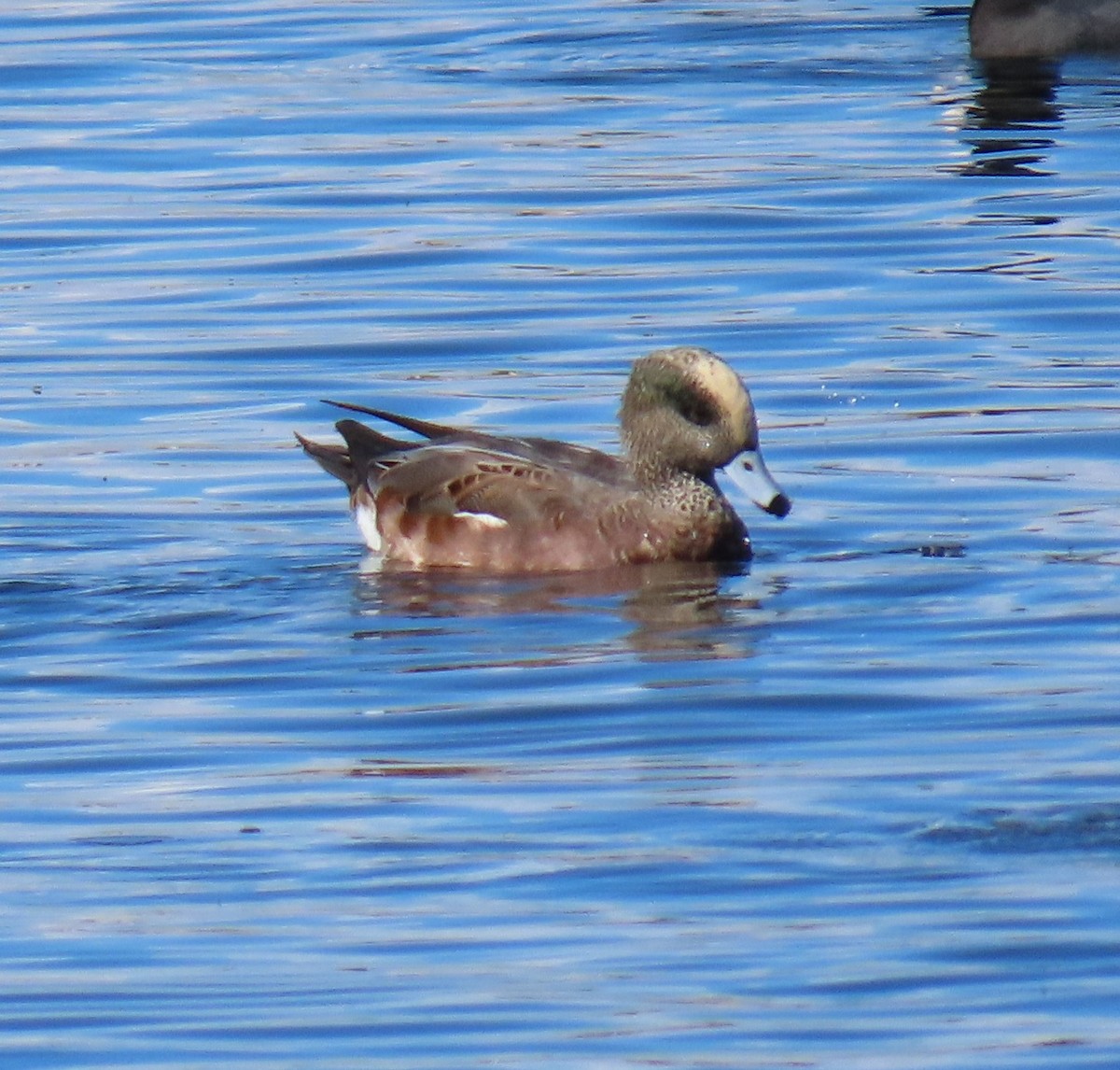 American Wigeon - ML643376487