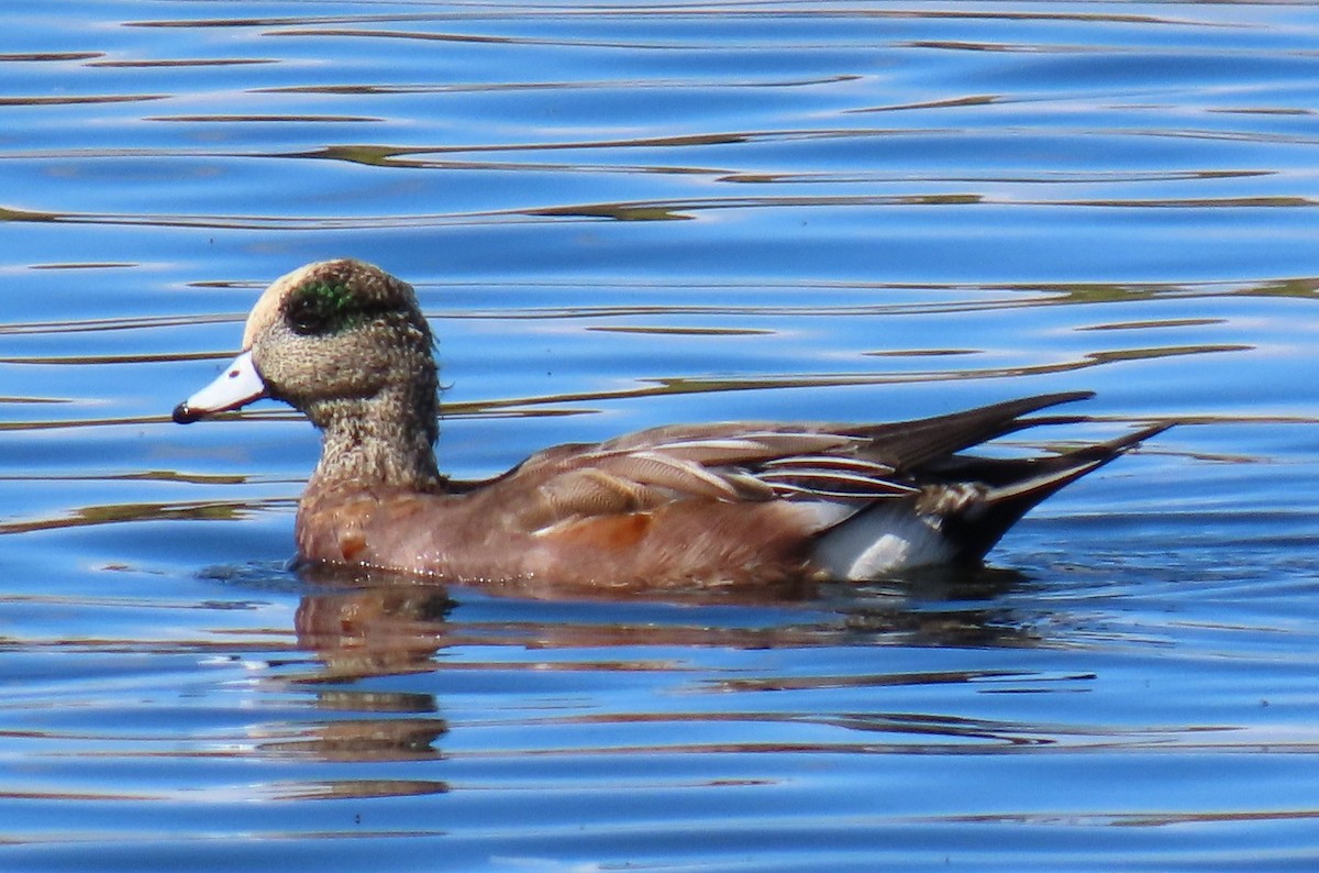 American Wigeon - ML643376507