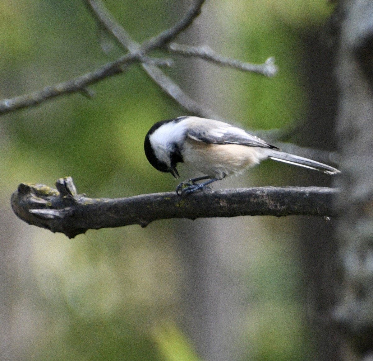 Black-capped Chickadee - ML643376526