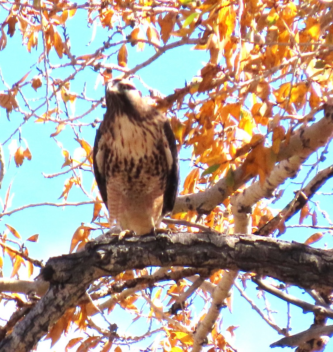 Red-tailed Hawk - ML643376538
