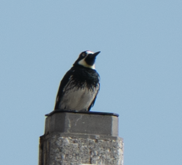 Acorn Woodpecker - ML643376539