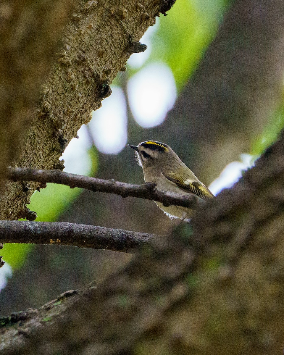 Golden-crowned Kinglet - ML643376545