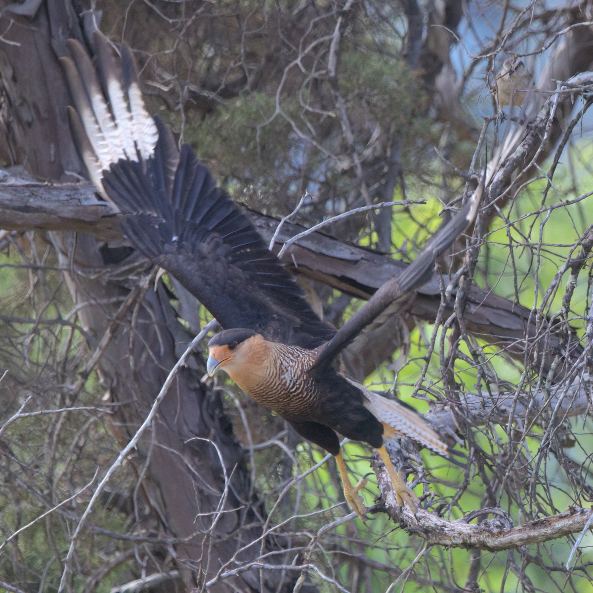 Crested Caracara - ML643376546