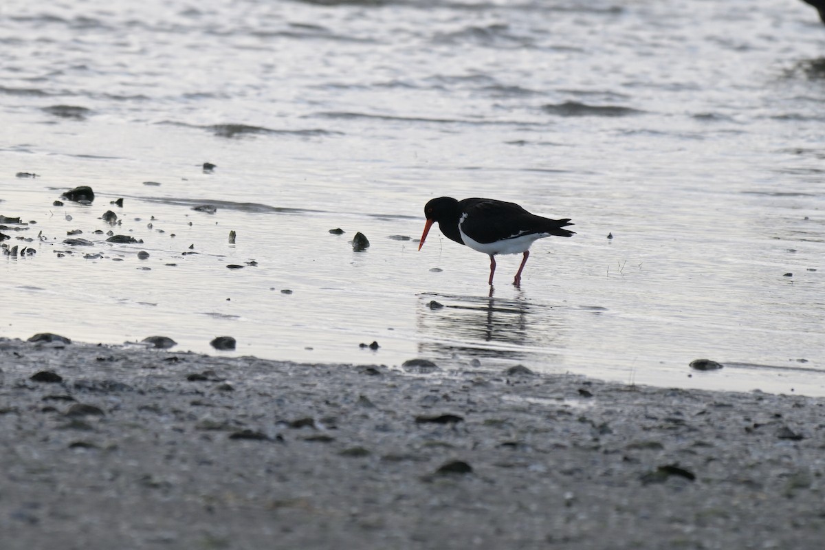 Pied Oystercatcher - ML643376556