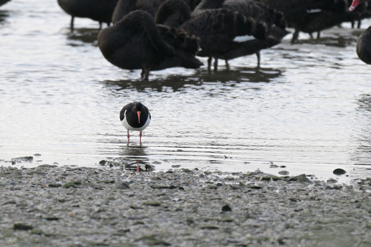Pied Oystercatcher - ML643376560