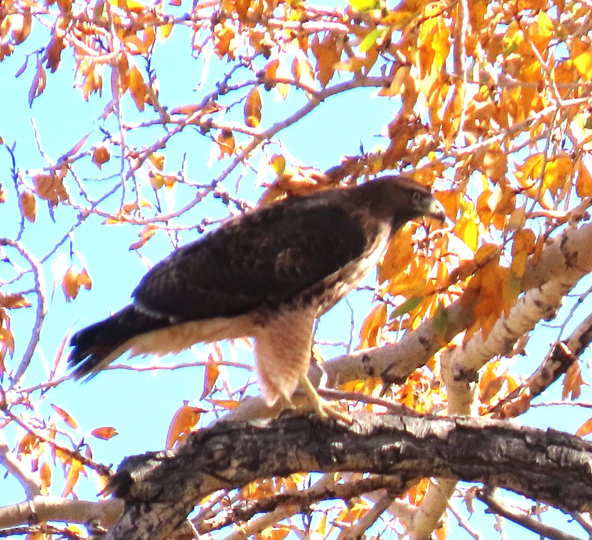 Red-tailed Hawk - ML643376561