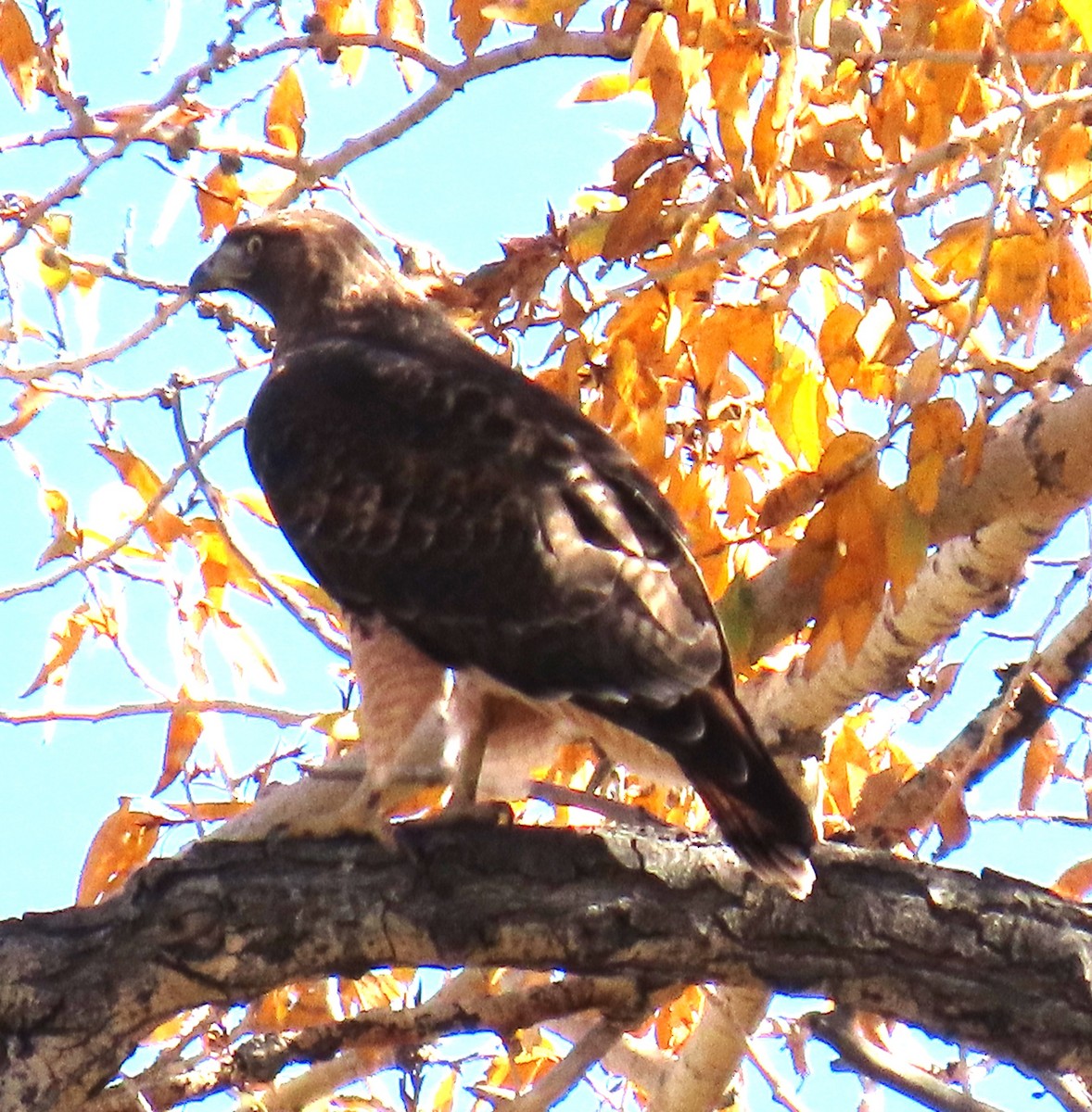 Red-tailed Hawk - ML643376575