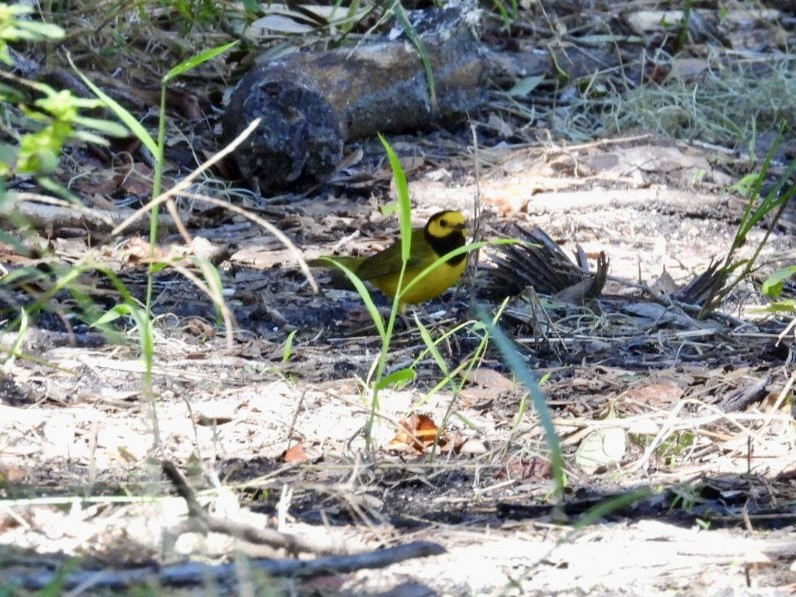 Hooded Warbler - ML643376579