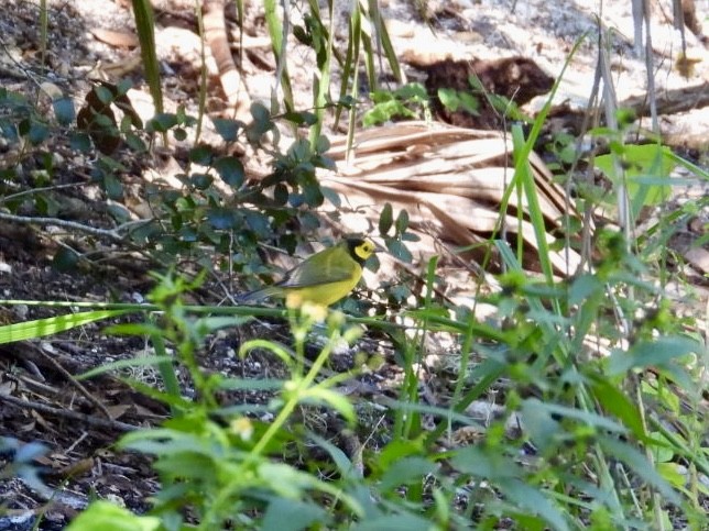 Hooded Warbler - ML643376581