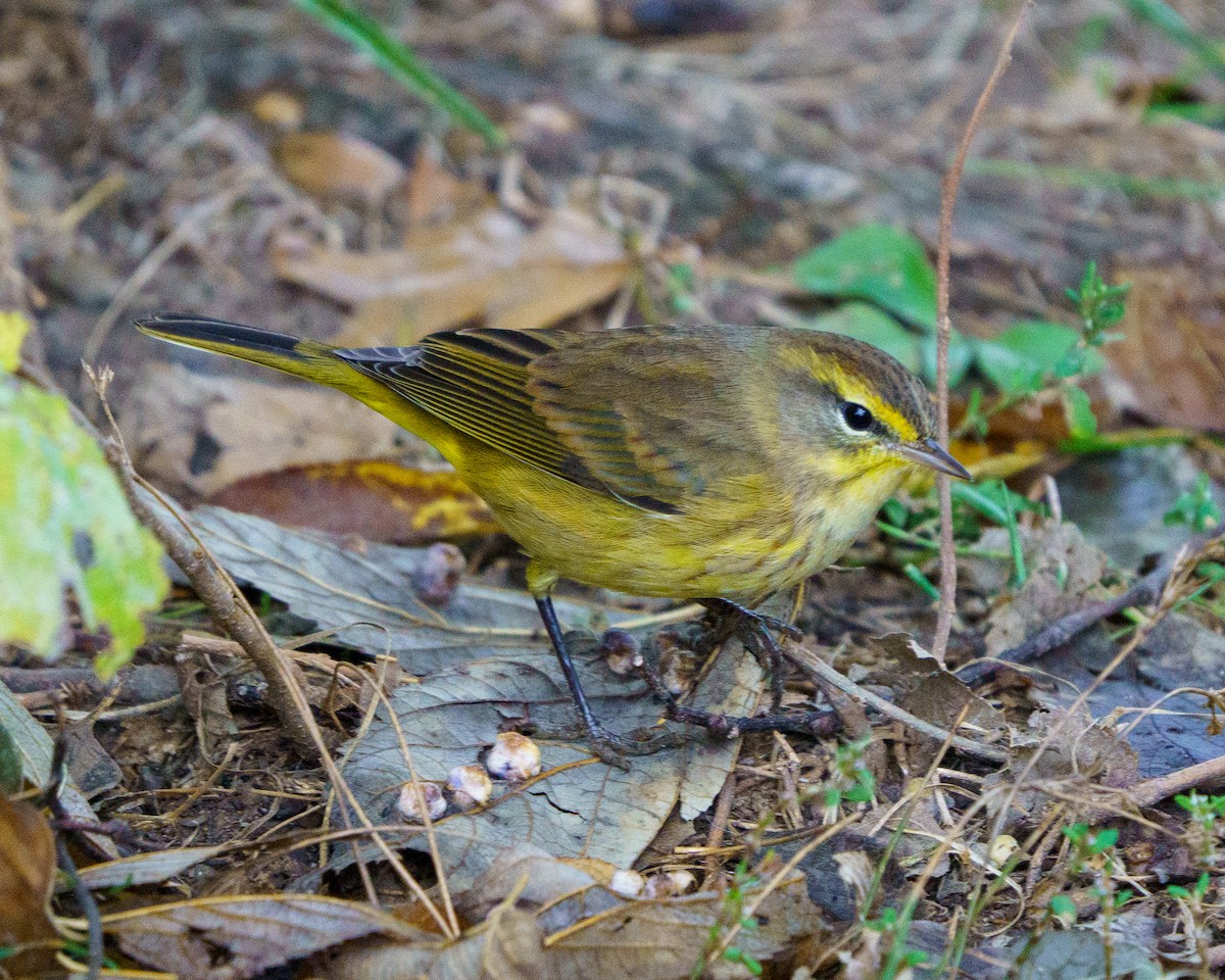 Palm Warbler - ML643376582