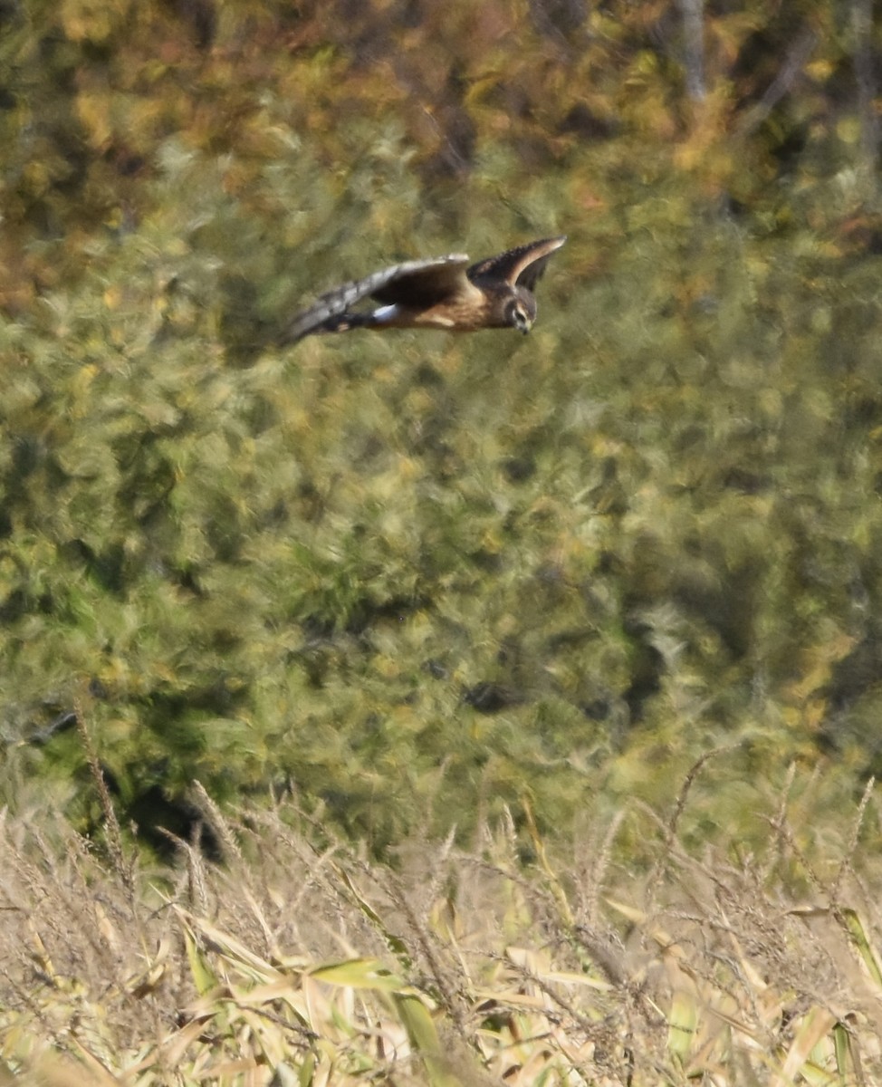 moták severoamerický - ML643376585