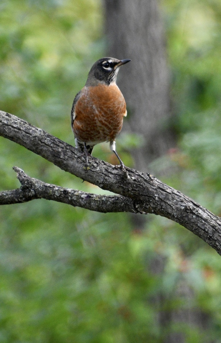 American Robin - ML643376589
