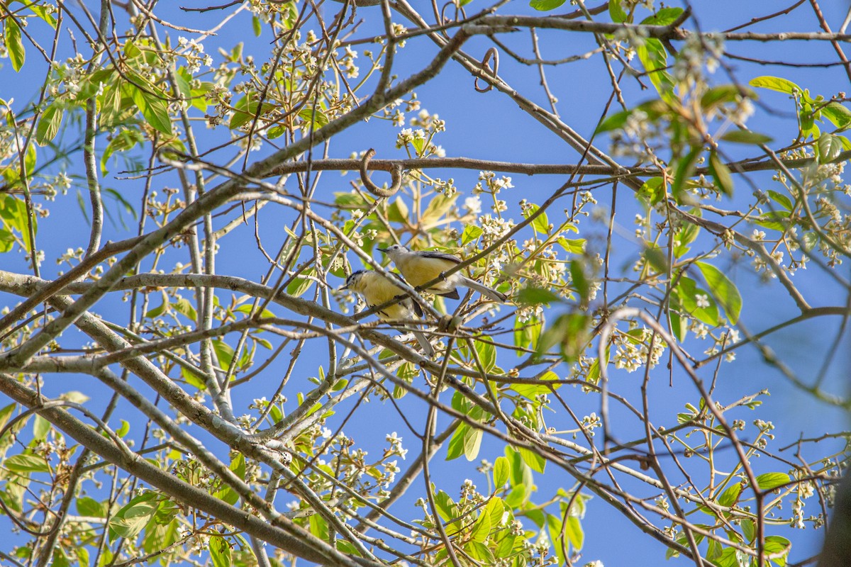 Creamy-bellied Gnatcatcher - ML643376605