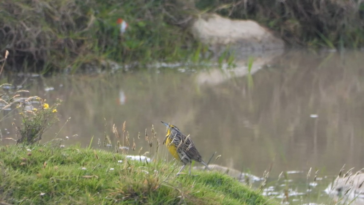Eastern Meadowlark - ML643376608