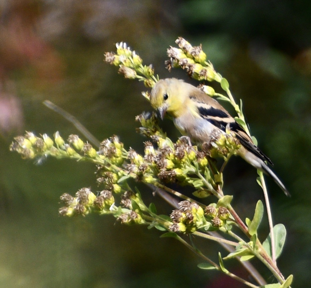 American Goldfinch - ML643376630