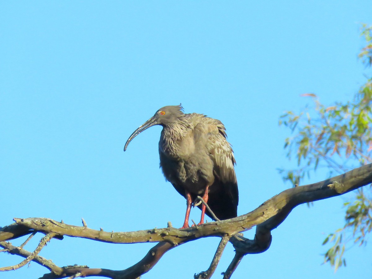 Plumbeous Ibis - ML643376632
