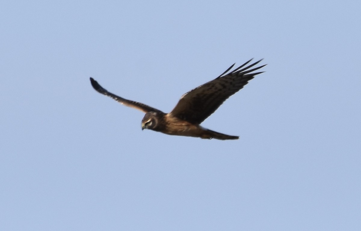 moták severoamerický - ML643376640