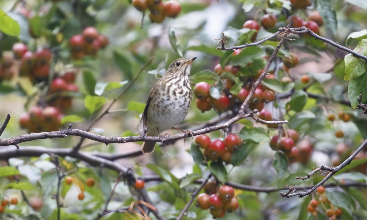 Hermit Thrush - ML643376642